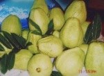 ổi lê đài loan     