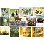 Chuyên cung cấp sỉ và lẻ chậu thủy tinh làm tiểu cảnh