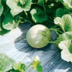 MÀNG PHỦ NÔNG NGHIỆP