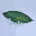 bột màu xanh green