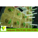 Bông khoáng và ứng dụng trồng cây