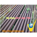 Ray tàu P24, P30,P38, P43 Hàng 55Q, 71Mg