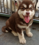 Chuyên bán và nhận order các giống chó ngoại thuần chủng