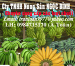 cung cấp chuối