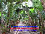cung cấp giống chuối Nam Mỹ