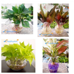 Chuyên cung cấp sỉ và lẻ chậu thủy tinh trồng cây trong nước