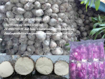 cung cấp khoai mỡ