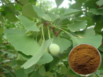 Bán Ginkgo Biloba giá tôt