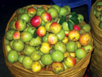 Bán táo mèo tươi 2016 tại Sài Gòn - 0906.123.369