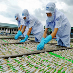 Lưới nhựa phơi cá